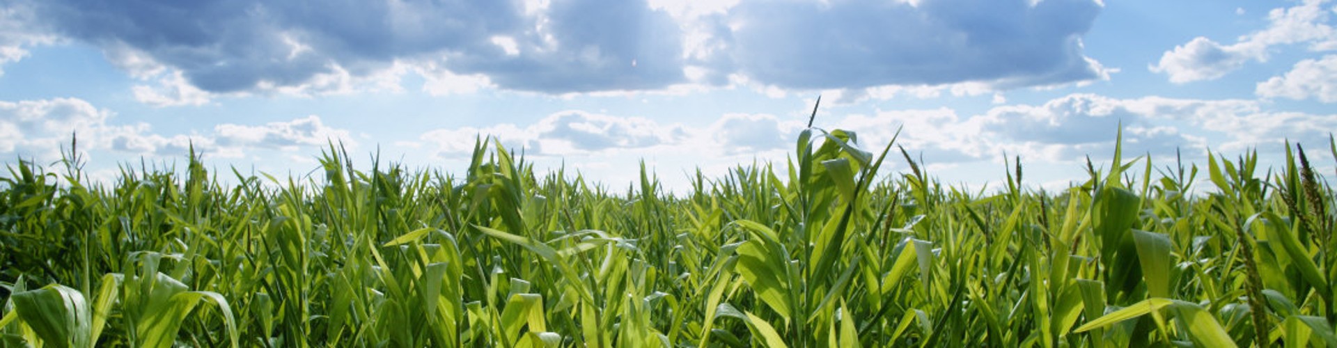 Conventional and Alternative Fuels